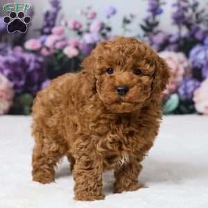 Bently, Miniature Poodle Puppy